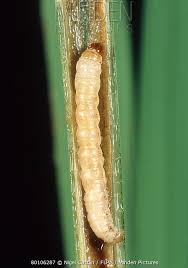 Stem borer
